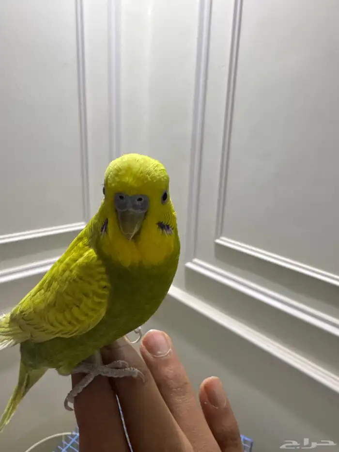 عصفاير ثلاث 3