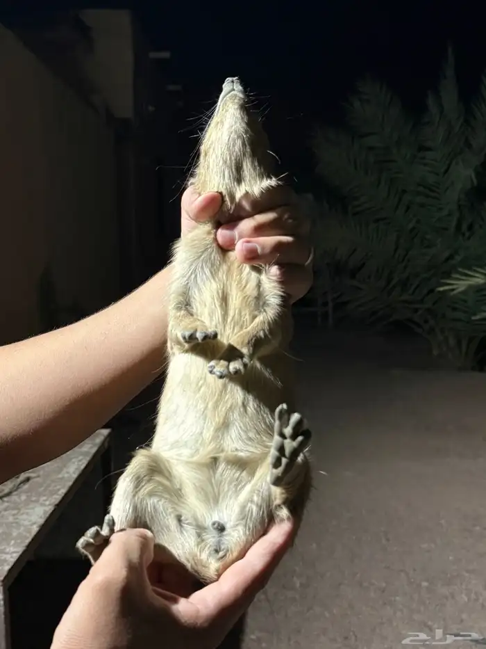 و ب ر ا ن للبيع 3