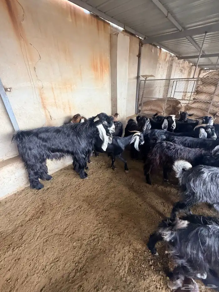 معزا عارضيات 0