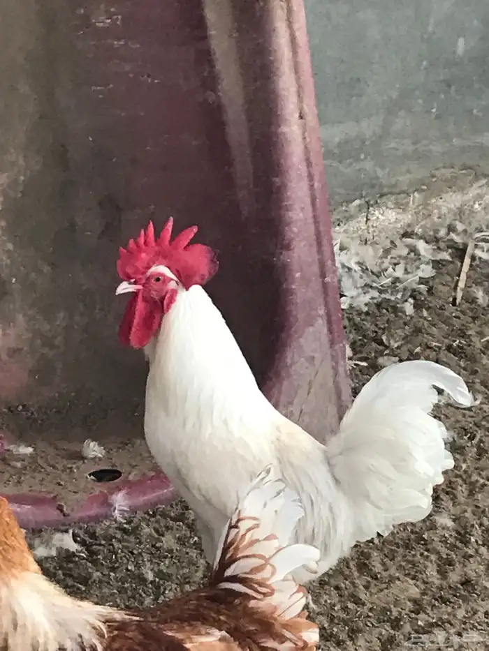 ديك لوهمان براون بيور 2