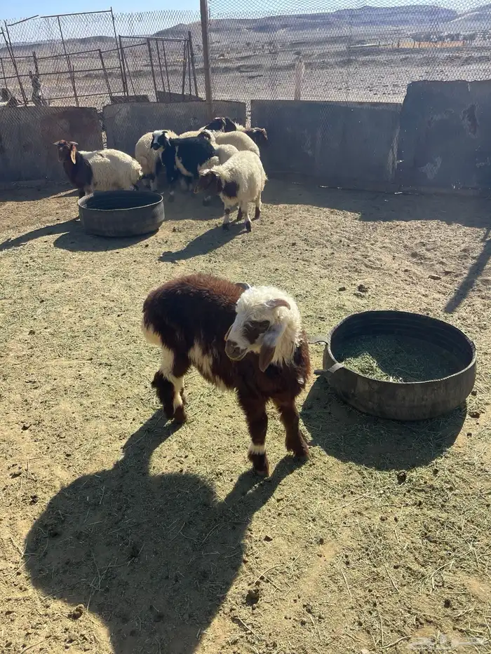 خرفان للبيع 3