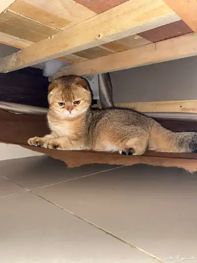 للبيع قطو انتاج انثى العمر ست شهور لون ملكي وزي مانت شايف index