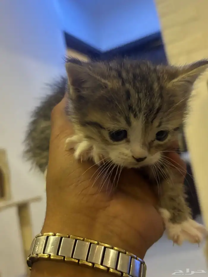 صغار قطط سكوتش 10