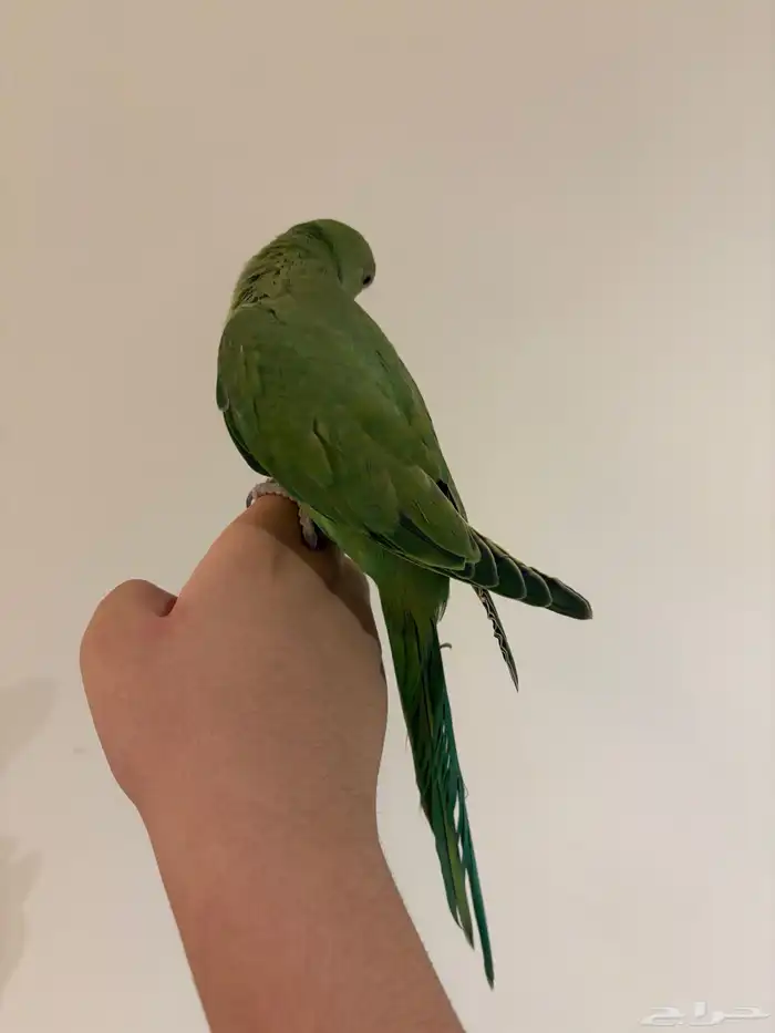 دره هنديه أليفه متكلمه 15