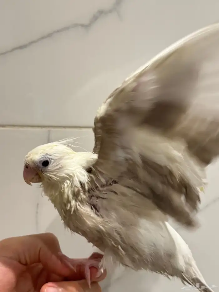 كروان بايد اليف جدا بداية فطام 3