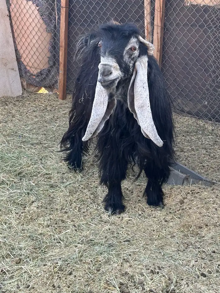 تيس فحل عارضي 2