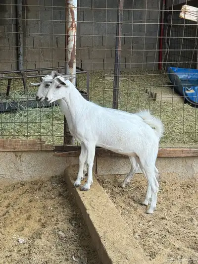 جفار على الشرط index