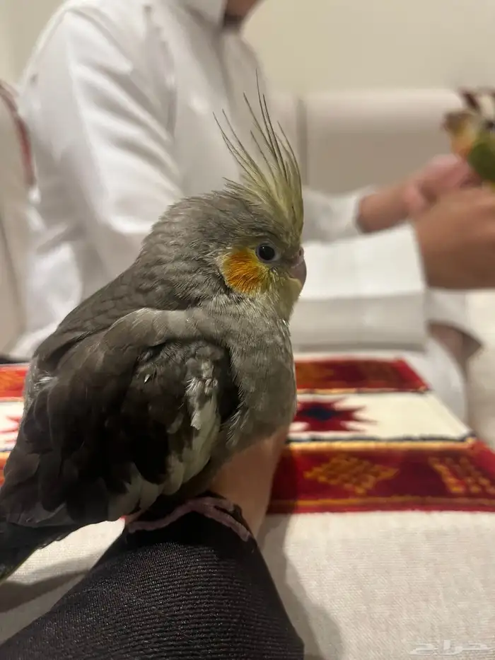 كروان هدد داخلي 0