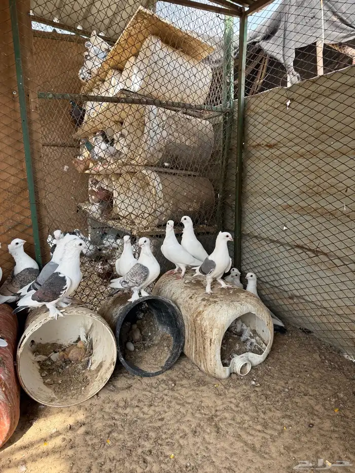 للبيع حمام تركي 1