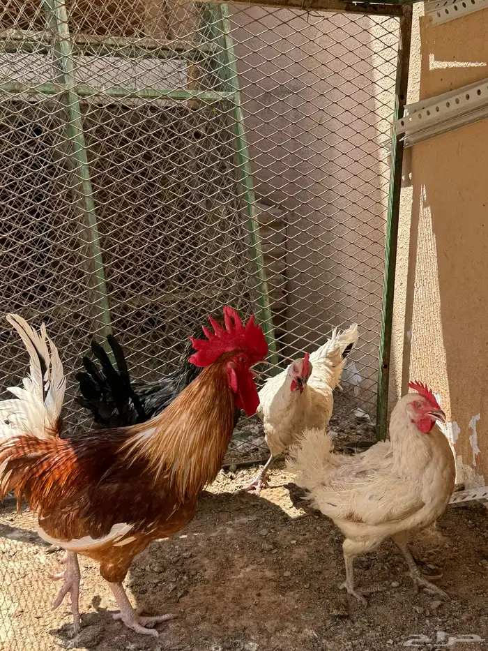 دجاج تركي منتج 16