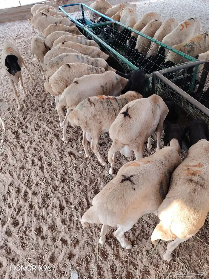 برابر صومالية جذعان جملة وتفريد 2