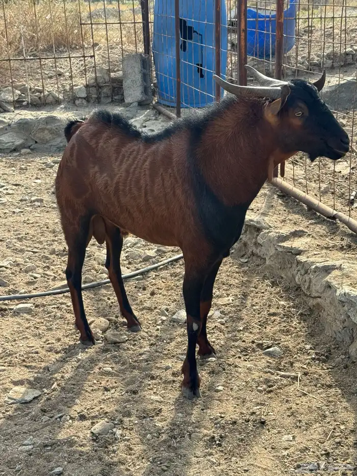 تيس فحل للبيع 0