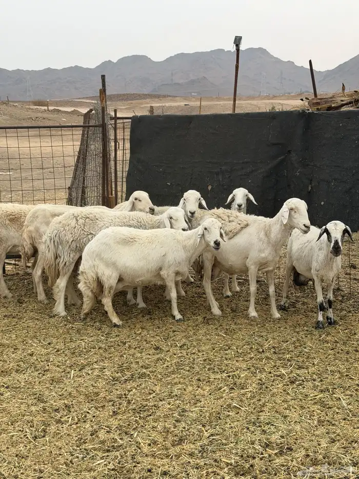 ضان حريات ولد ومضاريع نظيفه الحد 1350 12