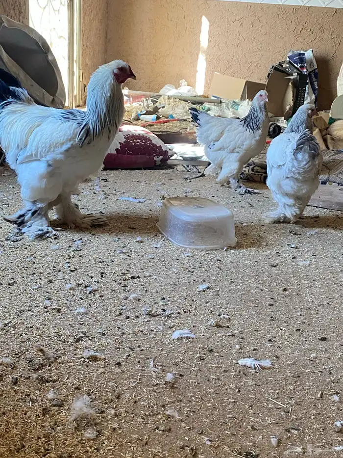 الخرج دجاج البراهما 0