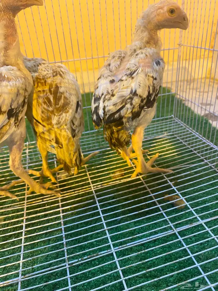 فروخ فارسي ماشاءالله من توب 1