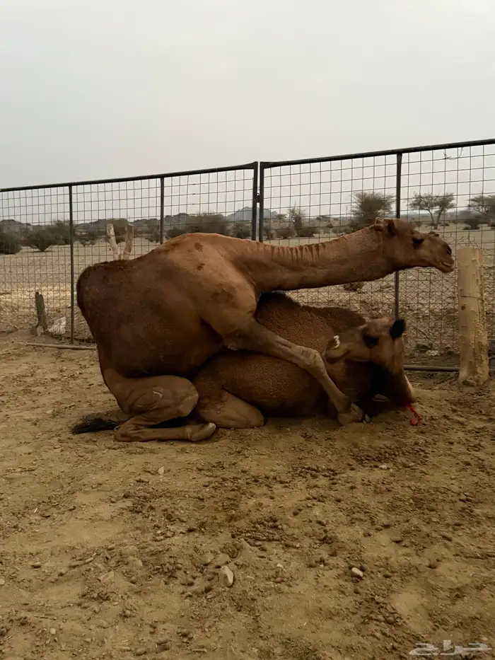 بعير حمر مشروط ضراب وعشار 13