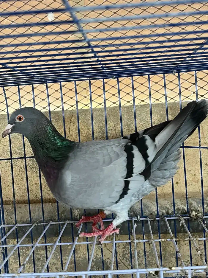 حمام زاجل هولندي 2