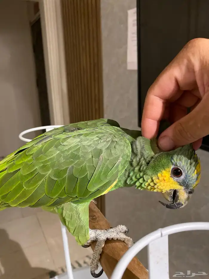 امزوني اليف هدد 1