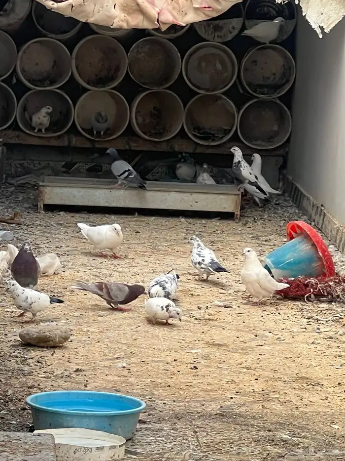 حمام للبيع فيه جمله وت فريدي الجملة 250 العدد 22 حمامه منتج 0