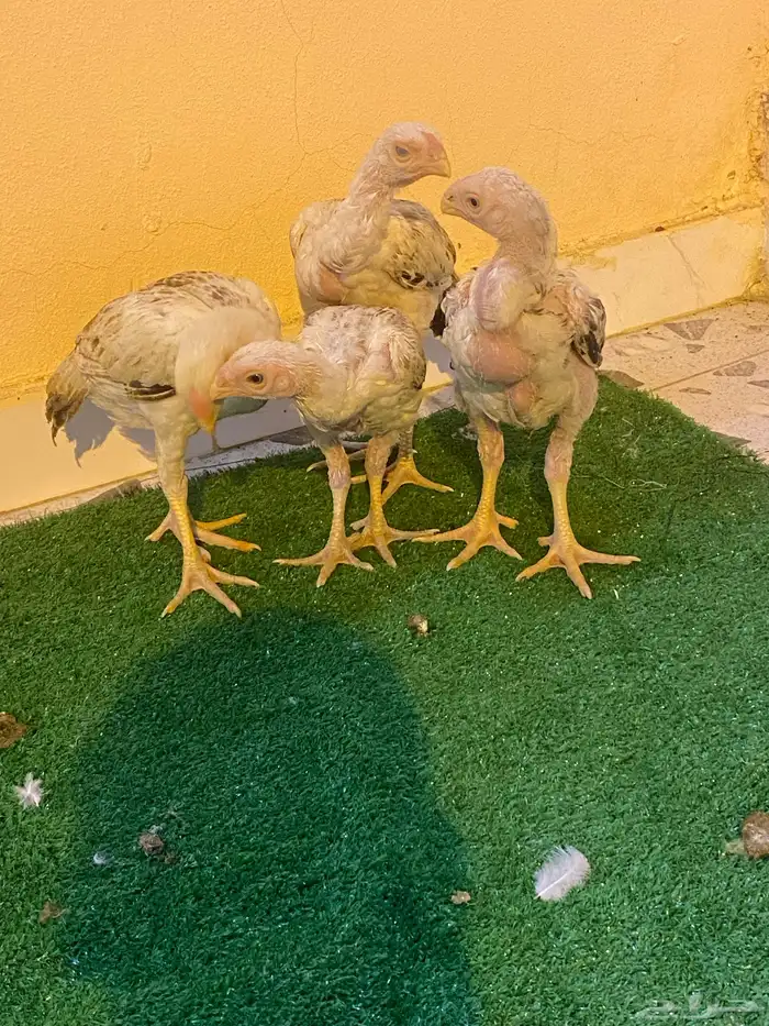 فروخ فارسي ماشاءالله من توب 11