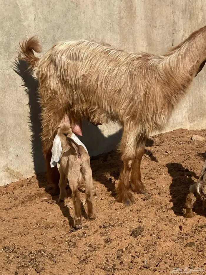 تم اليع تم البيع خارج الموقع 3