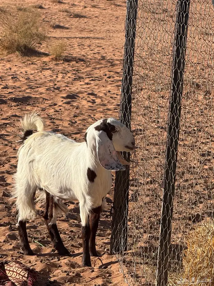 جفره مقنوي 2