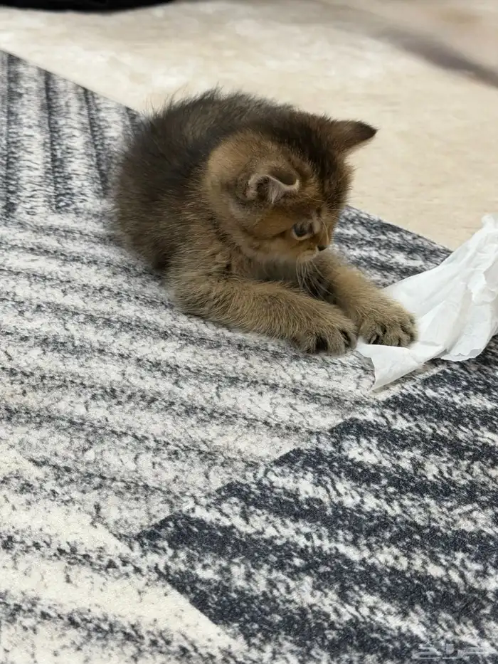 كيتن سكوتش فولد 0