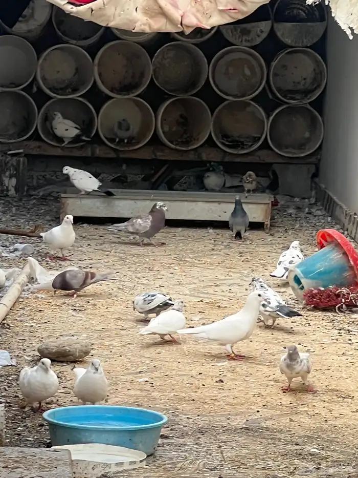 حمام للبيع فيه جمله وت فريدي الجملة 250 العدد 22 حمامه منتج 3