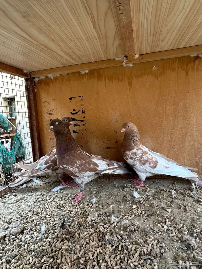 حمام هندي وقطائف 7