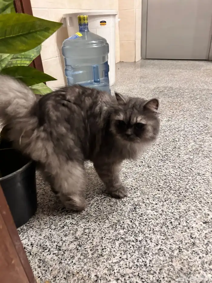 بسة ضايعه للتبني في عمارة في حي الصفا جنب دوار النجمة 0