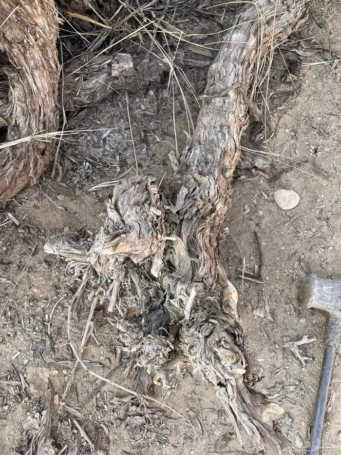 حطب عنب ناشف للبيع الموقع تبوك 3