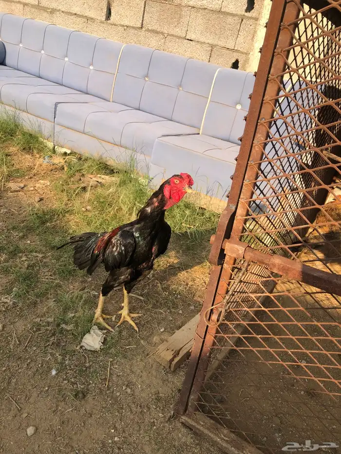 للبيع ديك شامو مشروط من جميع العذاريب 0