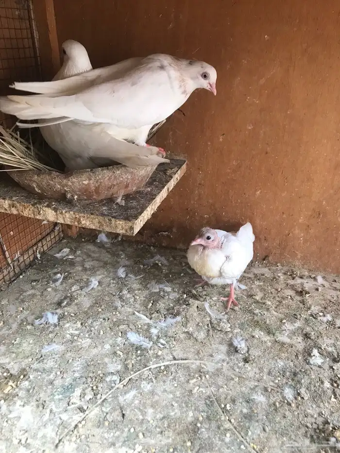 قلاب كوره الوان حلوه 17