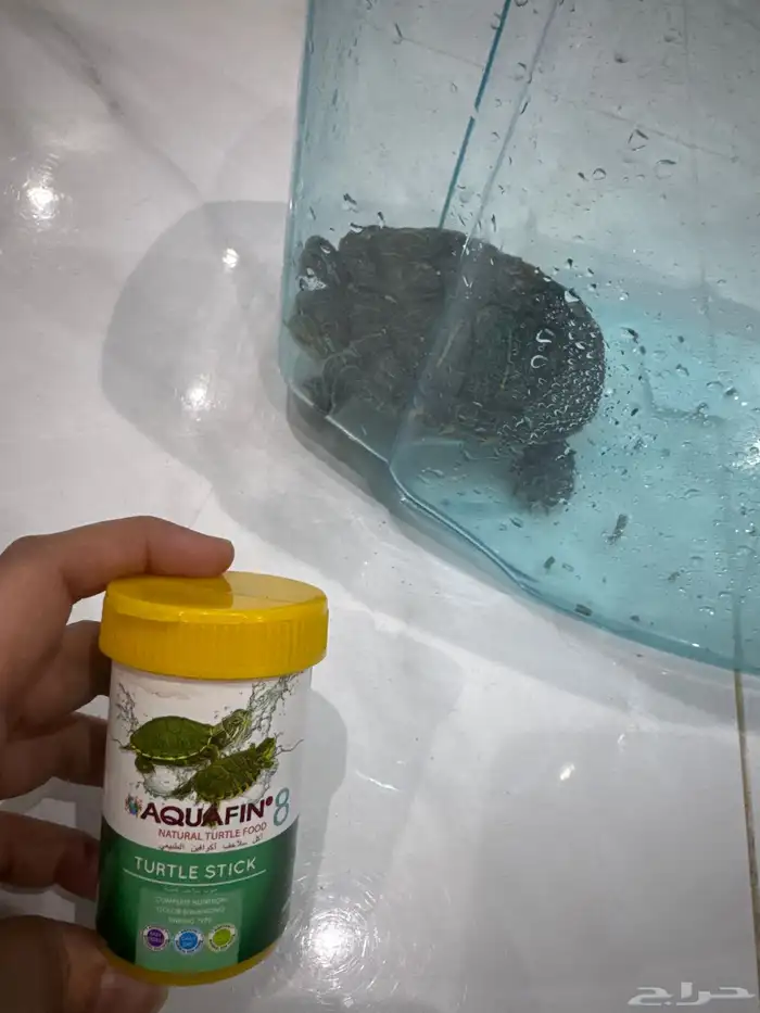 سلحفاة بحجم كف اليد 2