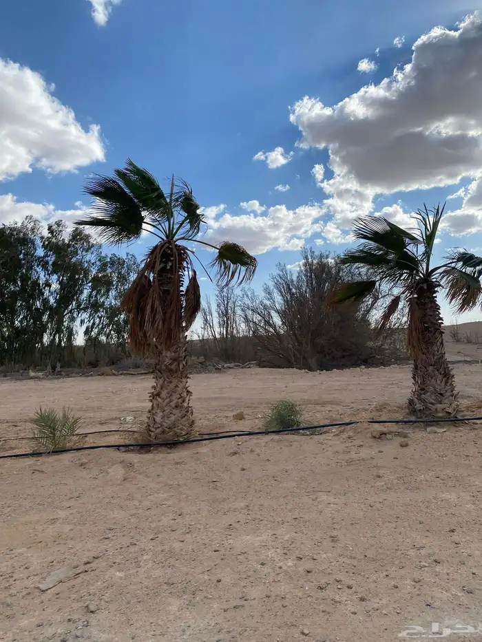 عسف نخل (سعف) 0