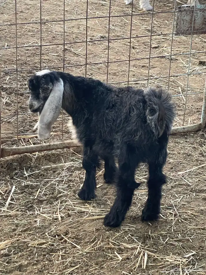 تيوس وجفرات 25