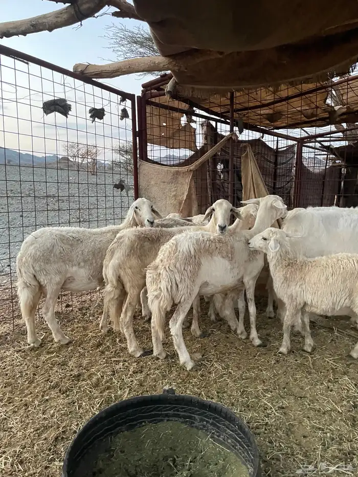 ضان ولد حبص 2