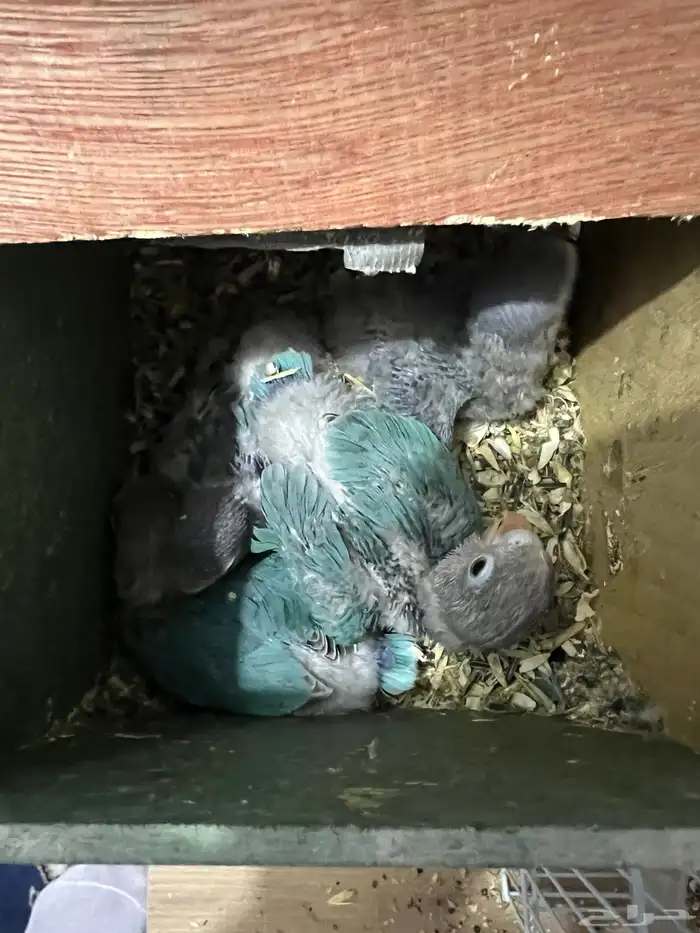 جوز فيشر منتج 2