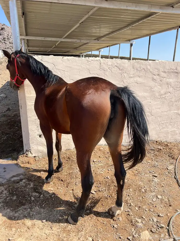 فرس شعبية   مهرتها 4