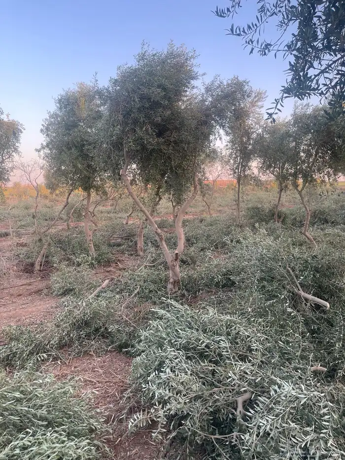 اشجار زيتون مثمرة وشتلات صغيرة 15
