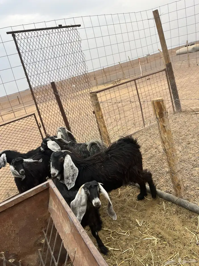 جفار عوارض 0