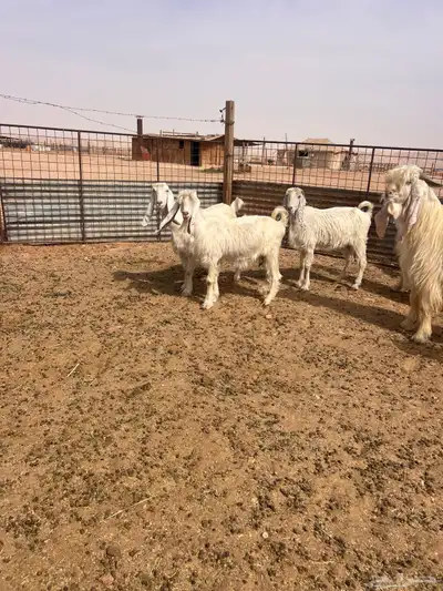 معزا بيض index