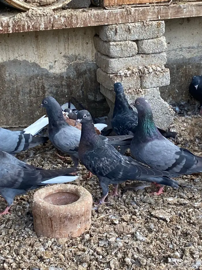 حمام قطيفي طبات ( تم البيع) 8