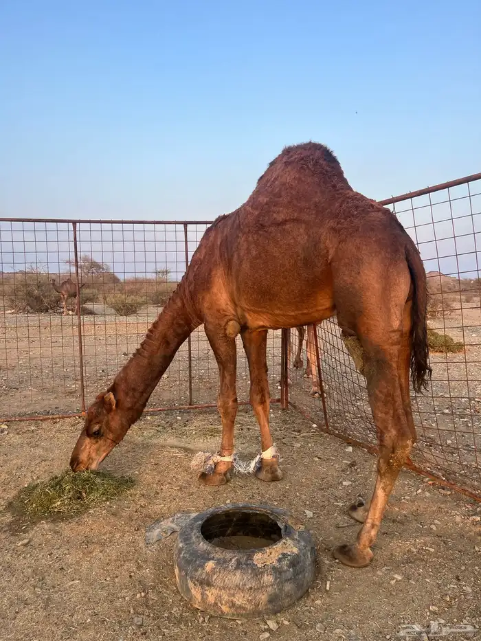 فحل احمر دم 4