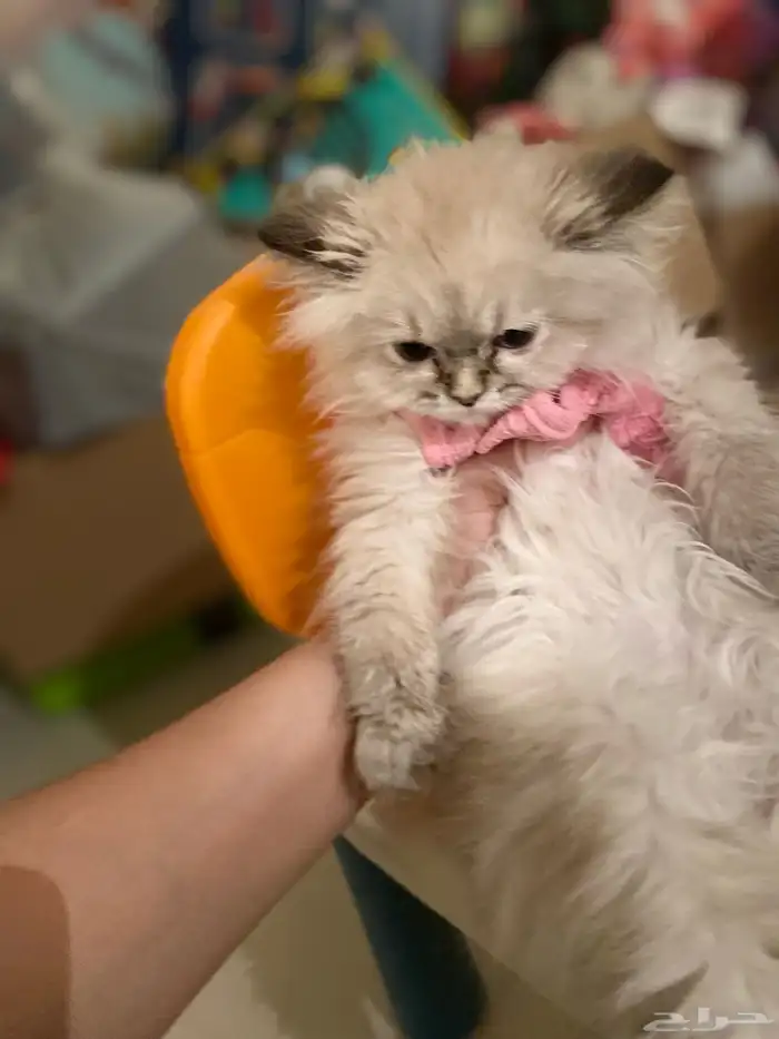 قطة هملايا للبيع 7