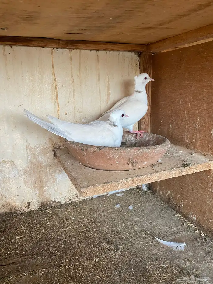 قماري هولندي 1