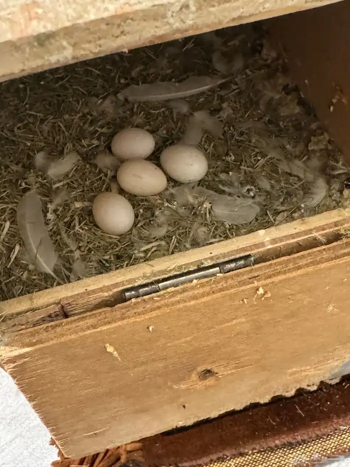 بيض روز البينو مخصب 0