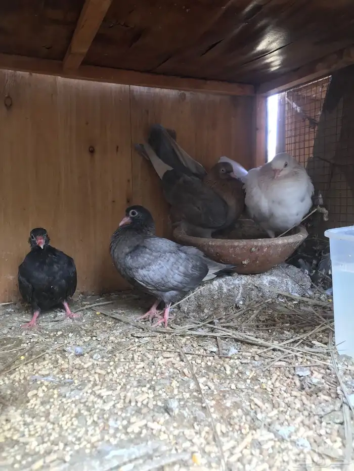 قلاب كوره الوان حلوه 20