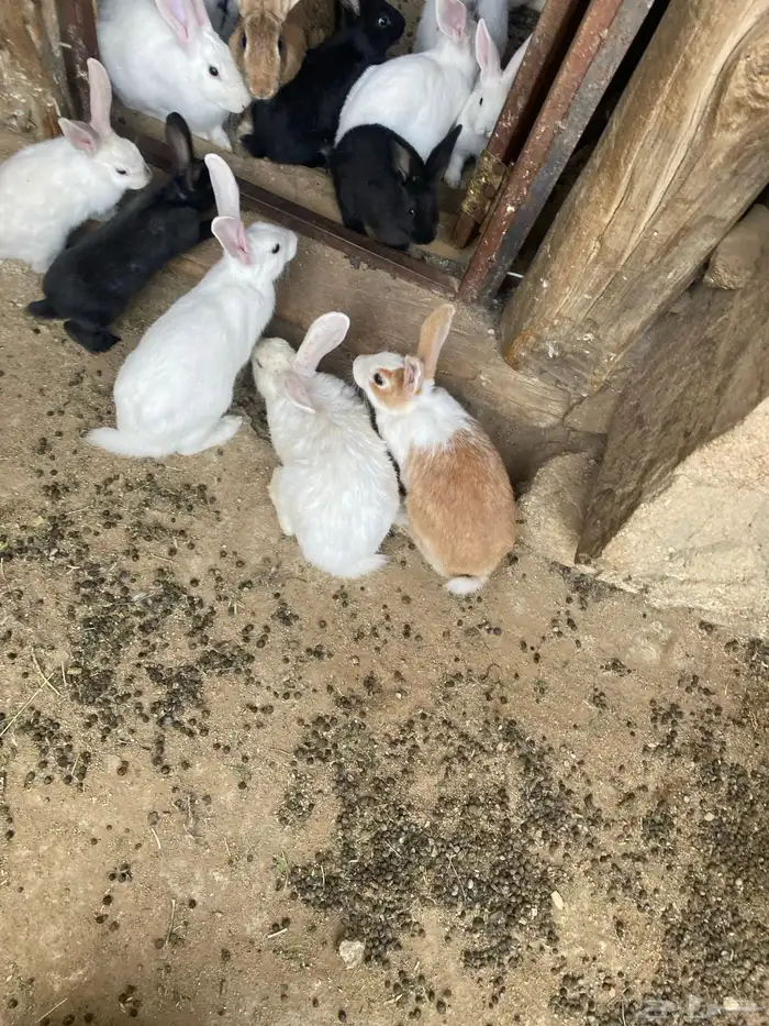 ارانب للبيع 3