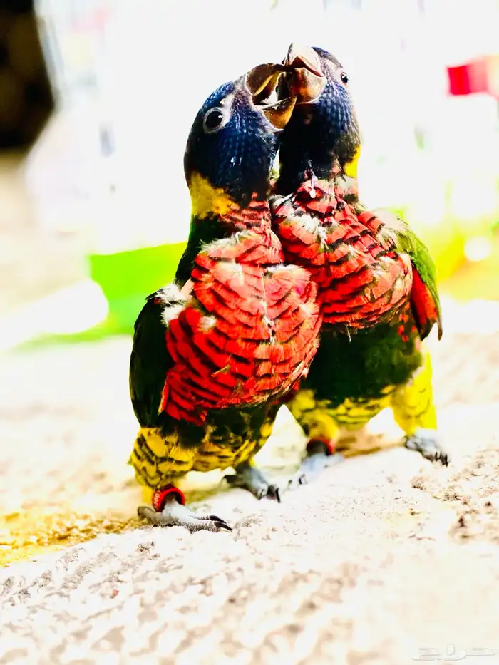 لوري كنيور روز مفقود يلي ضايع علي يتواصل معي بحجلي 1